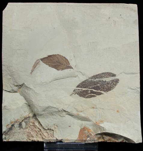 Two Fossil Leafs - Green River Formation #2134